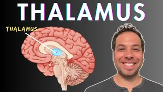 What is the Thalamus? - Sensory Processing, Consciousness, Attention