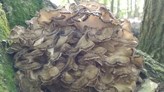 HOW TO FIND MAITAKE (HEN OF THE WOODS) MUSHROOM, Tips for Hunting and Harvesting