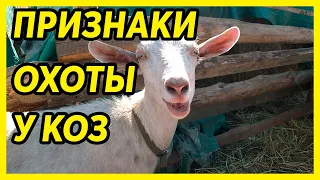 ОХОТА У КОЗ. ПРИЗНАКИ ОХОТЫ У КОЗ. Сухостойный и лактационный период.