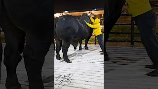 This bull is built like a tank