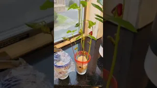 How to Grow Beans In A Glass or Jar