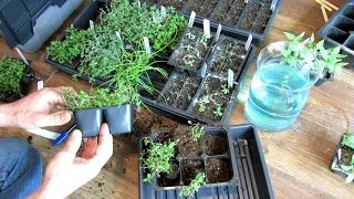 Seed Starting Basics: Oregano, Thyme, Chives - Starting, Dividing, Feeding & Saving Money