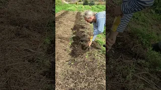 Как мы сажаем картошку 🥔 🥔 🥔