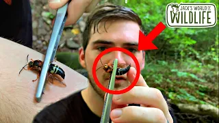 Cicada KILLER STING FAIL!!!  Ft. The Wildlife Brothers