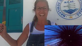 ο επικίνδυνος Αχινος Diadema setosum ή Black long spine urchin εμφανίστηκε και στα Δωδεκάνησα