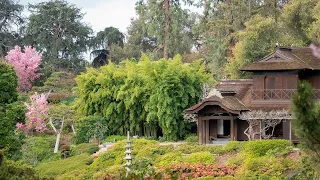 Walking the Japanese Garden on a Crisp Early Spring Morning (in 4K)