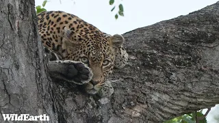 WildEarth - Sunset Safari - 22 January 2024