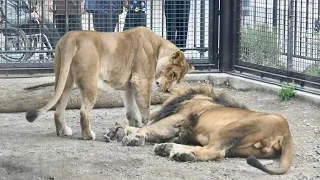 チャコ9歳のお誕生日おめでとう／桐生が岡動物園