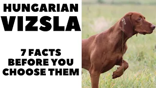 Before you buy a dog - HUNGARIAN VIZSLA - 7 facts to consider! DogCastTV