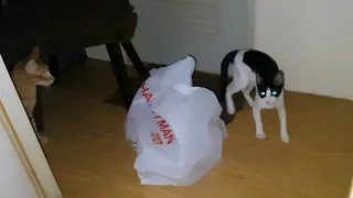 When kitten get into plastic bag!