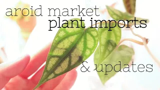 Aroid Market Plant Imports & Updates