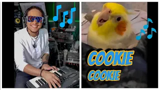 Cookie, Cookie. ft Ginger the Cockatiel: The Dancing Cockatiel Who Can Talk!