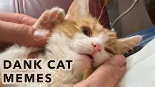 BEST DANK CAT MEMES COMPILATION OF 2020 PART 04 (from TikTok)