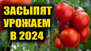 65 ЛЕТ САЖАЮ ТОЛЬКО ЭТОТ СОРТ ТОМАТОВ, НАРАСТАЮТ ТОННЫМИ, УРОЖАЙНЫЕ СОРТА НА КАЖДЫЙ ГОД!