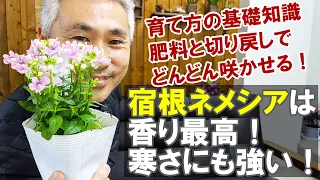 宿根ネメシアの育て方 切り戻し 冬越し 夏越し 植え替え方