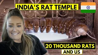 We visit a RAT Temple in INDIA | Exploring Bikaner's Karni Mata Rat Temple