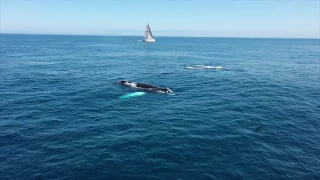 A LA RENCONTRE DES BALEINES - Les Grands Bancs de Terre-Neuve