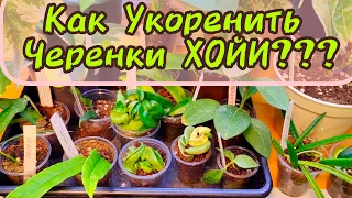 Как укоренить Хойи/ Мой способ справится любой