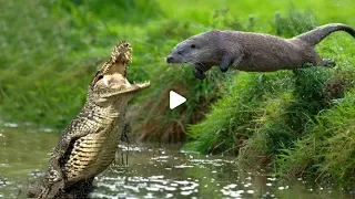Amazing Family of Otters Vs Caiman - Chase the Opponent Out of His Territory
