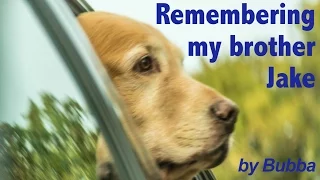 Bring tissues... A Tribute by Bubba, a Golden Retriever Dog - Pet Memorial