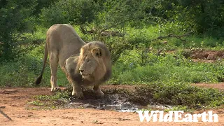 WildEarth - Sunrise  Safari - 16 Dec 2022