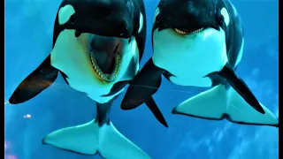 Водное шоу в  океанариуме с касатками /Killer Whale Show