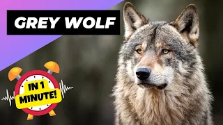 Grey Wolf 🐺 The Most Misunderstood Creature Of The Wild | 1 Minute Animals