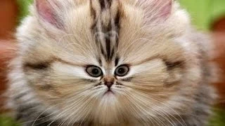 Прикольные и смешные коты и кошки ЧАСТЬ 6/ Funny cats PART 6