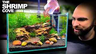 The Shrimp Cove: New Neocaridina Nano Tank For Freshwater Cherry Shrimp (Aquascape Tutorial)