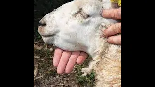 WORMS IN SHEEP AND GOATS, HOW TO IDENTIFY AND TREAT THEM...