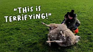 City kids save a sheep’s life! - Lambing day 5