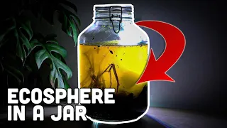 How To Make an Ecosphere Jar: You Won’t Believe What Lives Inside