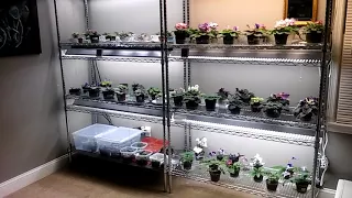 African Violets.......my simple set up