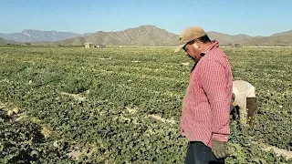 IGNACIO ZARAGOZA VIESCA COAHUILA,  17 de Mayo 2024 CORTE DE MELÓN.