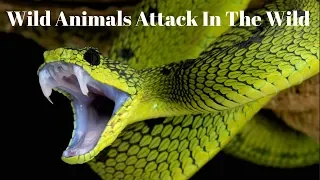 How to Survive Wild Animals Attack in The Wild - Surviving Wild Animals Attack