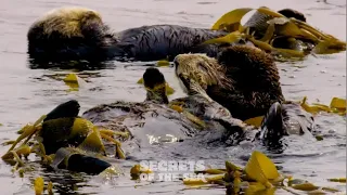 Secrets of the Sea - Otters!