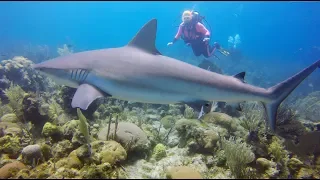 Jardines de la Reina:  Cuba Scuba on the Jardines Aggressor II - 2018