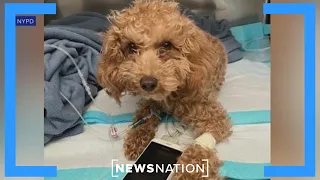 NYPD rescues small poodle after owner threw him off ledge | Banfield