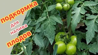 Подкормка томатов, перцев для налива плодов и цветения.