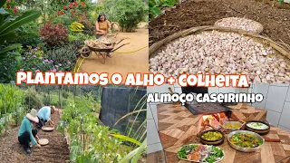 Foi dia de plantar o alho aqui na roça | dicas de como plantamos/ adubação |  colheita pro almoço