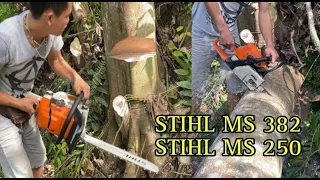 CHANSAW STIHL MS 382 DAN STIHL MS 250