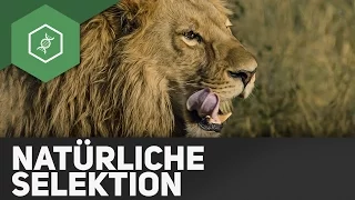 Natürliche Selektion – Evolution