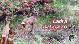 Ladra del corzo.