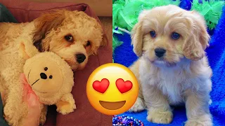Cavachon — Cute And Funny Videos And Tik Toks Compilation