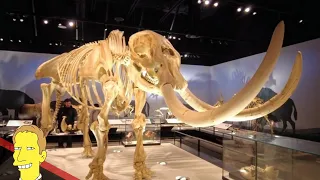 ROYAL ALBERTA MUSEUM (RAM) TOUR | Edmonton, AB