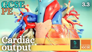 GCSE PE - CARDIAC OUTPUT & STROKE VOLUME - Anatomy and Physiology (Circulatory System - 3.3)