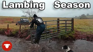 WET WEATHER and we end up CHASING someone else's SHEEP   |   Day 5 Lambing 23