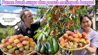 PANEN BUAH SURGA DAN PEACH MELIMPAH BANGET || LANGSUNG BUAT DESSERT UNTUK KELUARGA