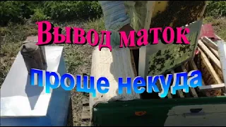 Вывод маток для собственной пасеки  Проще некуда