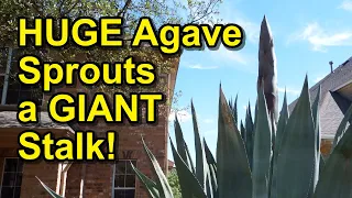 HUGE Agave makes GIANT Stalk!